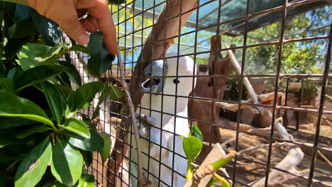 Salmon-crested-cockatoo-helped-by-tourist,-big-open-beak-seek-for-tree-branch,-zoo-closeup