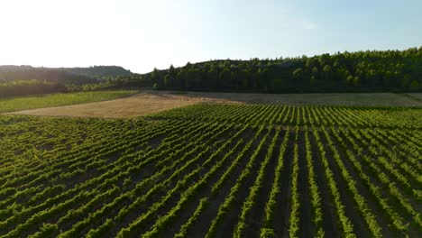 Hermoso-Paisaje-De-Viñedos-En-El-Sur-De-Francia,-Girando-Alrededor-De-Los-Campos.