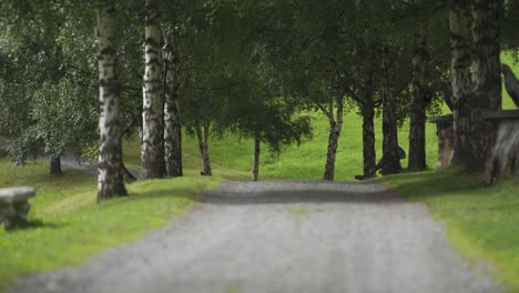 Eine-Schotterstraße-Zwischen-Den-Bäumen