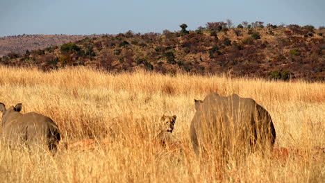 Mother-Rhino-and-her-calf-cautiously-observe-a-Lioness-in-Africa,-powerful-wildlife-interaction-on-safari