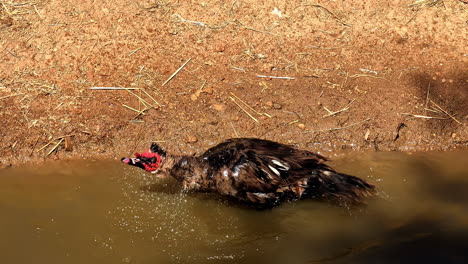 Closeup-up-of-playful-bird,-water-preen-by-Muscovy-duck-with-big-open-wings