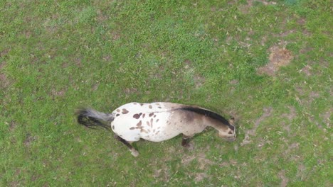 Flight-with-overhead-view-of-a-horse-in-a-green-meadow-where-it-is-grazing,-its-mane-is-cut,-it-is-black-like-its-tail,-and-half-of-its-body-is-white-with-brown-spots,-its-tail-moves