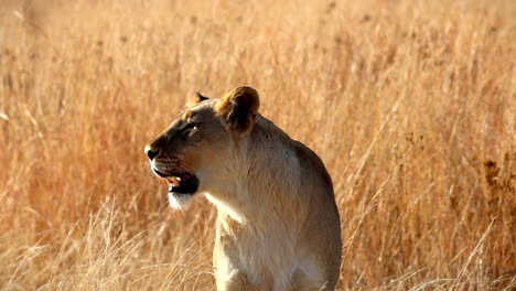 Kalahari-Löwin-Holt-Nach-Fehlgeschlagener-Jagd-Luft,-Teleaufnahme,-Frontale-Zeitlupenaufnahme