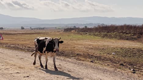 Cows,-calves,-sheep-and-goats-walking-and-feeding-grass-in-the-village-fields