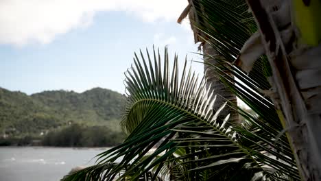 Serene-landscape-featuring-lush-palm-tree-leaves-against-a-backdrop-of-a-distant-tropical-island-and-calm-ocean-waters