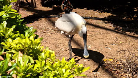 Agitated-Eurasian-spoonbill,-bird-in-captivity-at-Attica-Zoo-Park,-sunny-day-in-Greece