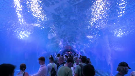 Witness-the-Atlantic-and-Pacific-species-tunnel-gallery-at-Oceanografic,-Valencia,-featuring-visitors-surrounded-by-marine-fish,-sharks,-and-turtles-in-Europe’s-largest-aquarium-in-Spain