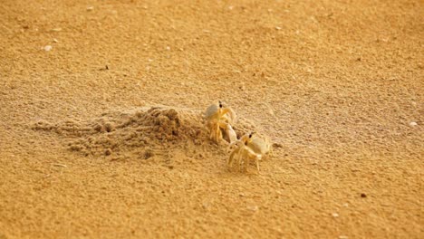 Two-sand-crabs-coming-out-of-the-same-hole