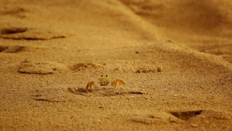 Sand-crab-walking-across-the-sand-with-various-burrows-in-the-background