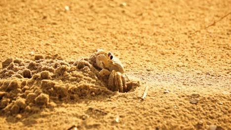 Side-view-of-sand-crab-digging-out-it's-den-and-then-walking-off-screen