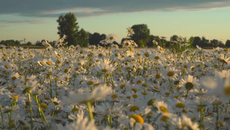 White-daisy-flowers-on-meadow-in-sunset-light