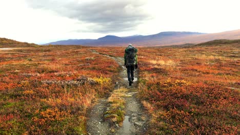 Lone-hiker-with-backpack-walking-away-from-camera-out-into-the-colourful-autumn-mountain-plains-of-Abisko-national-park-in-Sweden,-Scandinavia