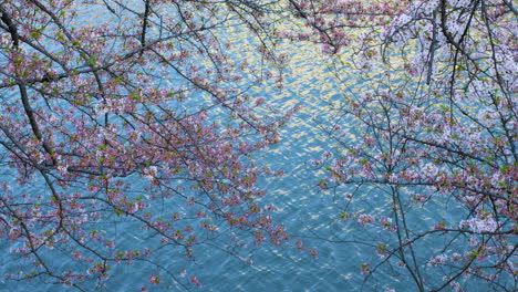 Japanese-cherry-blossoms-sway-gently-in-front-of-a-blue-river-reflecting-the-sun,-SLOW-PAN