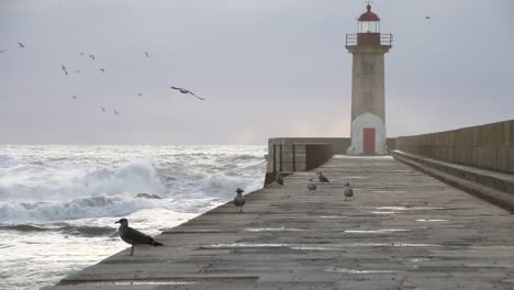 Seagulls-wondering-and-hunting-in-the-lighthouse-pier-in-Porto,-during-cold-and-strong-winds-with-big-waves-crushing-nearby