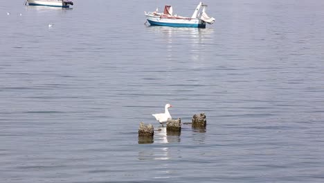 Duck-in-the-sea-in-Greece