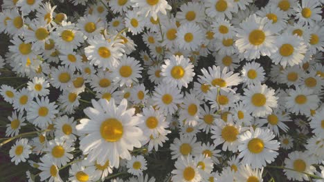 White-daisy-flowers-in-a-field-from-above