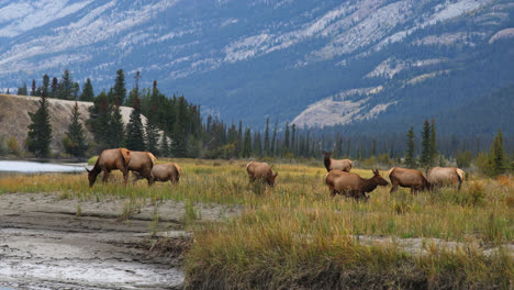 Herd-of-cow-elk-grazing-along-river-with-two-bulls-protecting-the-harem,-Canada