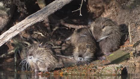 Slow-motion-shot-of-a-family-of-Nutria-cleaning-themselves-by-the-riverside