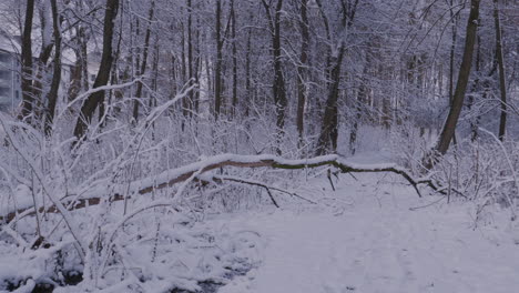 Bäume-Und-Äste-Schneebedeckt---Zeitlupe-Von-Oben-Nach-Unten