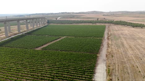 Drone-shot-of-a-vineyard-near-a-bridge