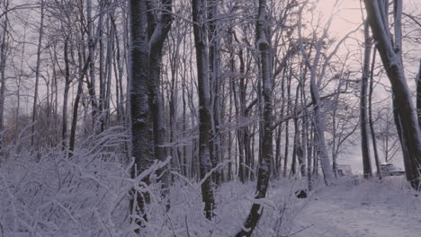Winterlandschaft-In-Einem-Verschneiten-Wald-In-Der-Nähe-Der-Straße