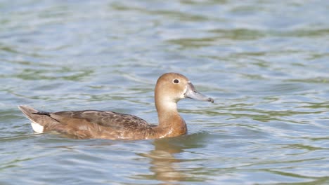 Slow-motion-tracking-shot-of-a-Rosy-billed-pochard-swimming-against-the-current