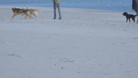 Glückliche-Hunde-Spielen-Und-Rennen-An-Einem-Sandstrand-–-Wellen-Und-Sandstaub-Sichtbar