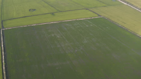 Große-Luftaufnahmen-Von-üppigen-Grünen-Reisfeldern-In-Kambodscha-Mit-Fliegenden-Weißen-Vögeln