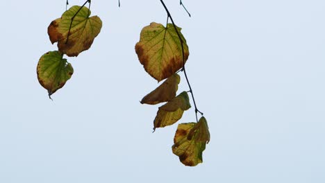 Einige-Herbstblätter-Im-Wind