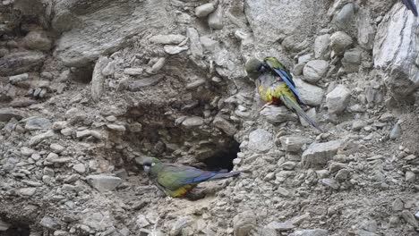 Slow-motion-shot-of-a-couple-of-Burrowing-Parrots-cleaning-themselves-beside-their-home
