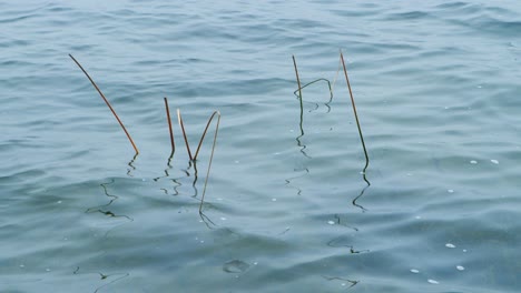 Reeds-protrude-from-the-water