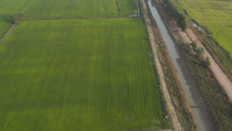 Lush-green-patty-and-fields-Aerial-Cambodia
