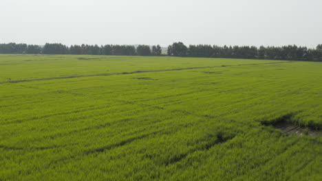 Luftaufnahmen-Von-üppig-Grünen-Reisfeldern-In-Kambodscha