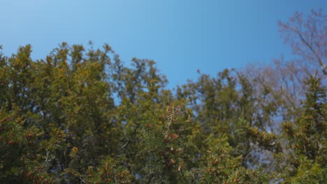Die-Wipfel-Einiger-Vom-Wind-Bewegter-Bäume-Und-Der-Blaue-Himmel-Im-Hintergrund