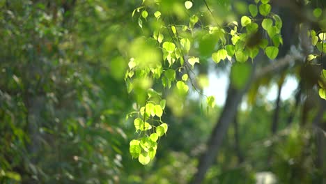 At-the-beginning-of-spring,-the-peepal-tree-has-sprouted-leaves