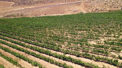Bird's-eye-view-of-the-vines-in-trellis-formation-with-the-morning-light-passing-between-the-dirt-roads-and-the-aridity-of-Fray-Jorge,-Limarí-Valley-in-the-background