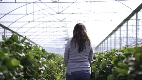 Woman-In-A-Greenhouse-With-Growing-Strawberry-Fruit-Plantation