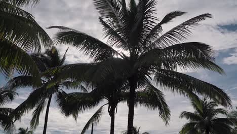 Tropische-Pam-Bäume,-Die-Sich-Gegen-Die-Sonne-Abheben