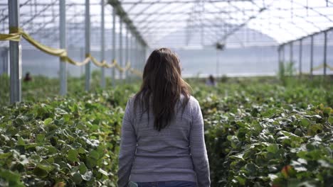 A-Woman-Is-Walking-On-The-Fruit-Farm-Inside-The-Cultivating-Greenhouse