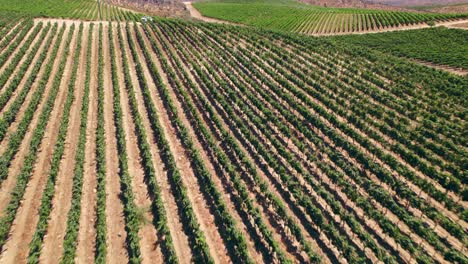 Immersive-aerial-view-with-vineyard-plantings-in-trellis-formation-in-the-mountains-of-the-Limarí-Valley,-northern-Chile