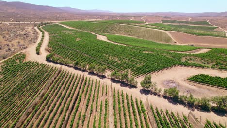 Aerial-view-establishing-descending-in-an-oasis-of-vineyard-plantations-in-trellis-formation-in-Fray-Jorge,-Limarí-Valley