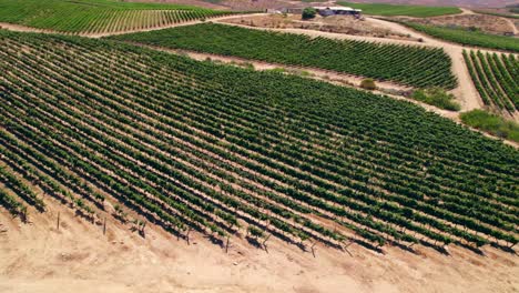 Aerial-orbit-establishing-tilt-up-of-a-vineyard-plantation-in-trellis-formation-in-Fray-Jorge,-Limarí-Valley,-Chile