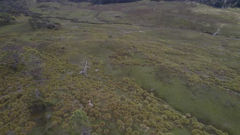 Alpenkorallenfarne-Und-Bäume-Wachsen-Auf-Dem-Cradle-Mountain-Im-Zentralen-Hochland-Des-Australischen-Bundesstaates-Tasmanien