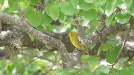 Static-shot-of-a-vibrant-yellow-Saffron-finch-perched-in-a-tree-with-the-wind-blowing
