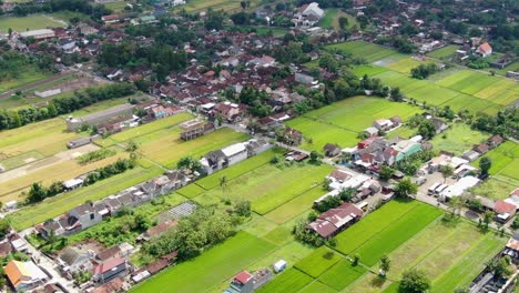 Green-rice-fields-and-small-town-buildings-of-Indonesia,-aerial-view