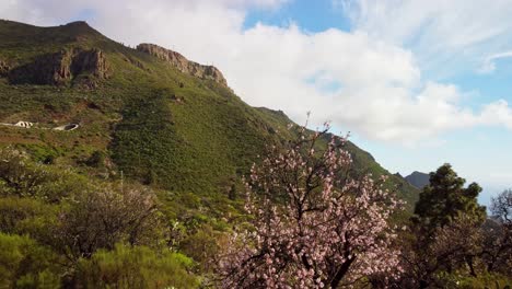 Majestic-Tenerife-mountain-valley-and-blooming-trees,-dolly-forward-view