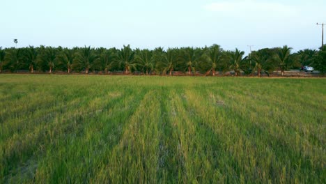 Luftaufnahme-Der-Landwirtschaft-In-Reisfeldern-Für-Den-Anbau