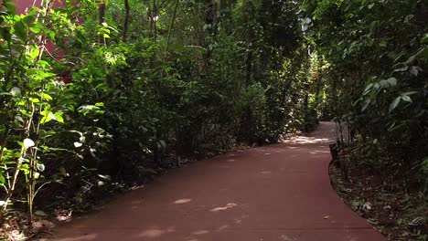 Vibrant-forest-path,-beautiful-rainforest-hiking-route