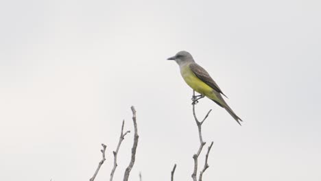 Static-shot-of-a-Tropical-kingbird-perched-on-the-top-of-a-tree-on-a-small-branch