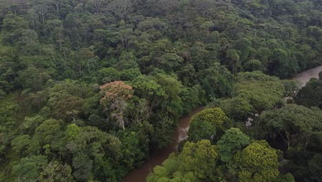 Drone-view-of-flowing-river-in-tropical-amazoni-green-rainforest,-4K-shot